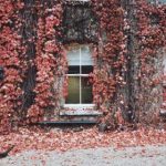 利澳的夜生活:体验热情洋溢的酒吧与娱乐场所 26zw7jz