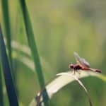 凤凰娱乐平台的优势:安全、便捷与丰富的游戏内容 pf2sqdc97