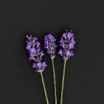 凯撒皇宫的娱乐设施:尽享无与伦比的夜生活体验 w7nrr9nd